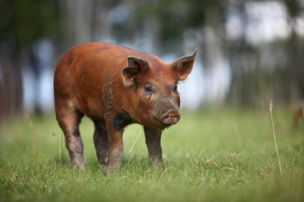 duroc