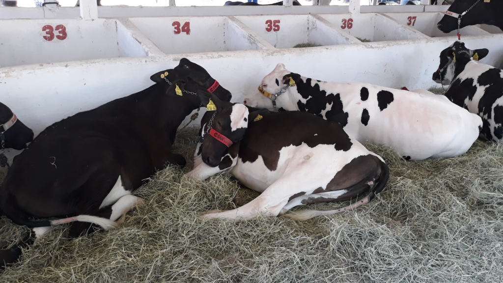 Conheça a fisiologia do estresse nos animais de produção
