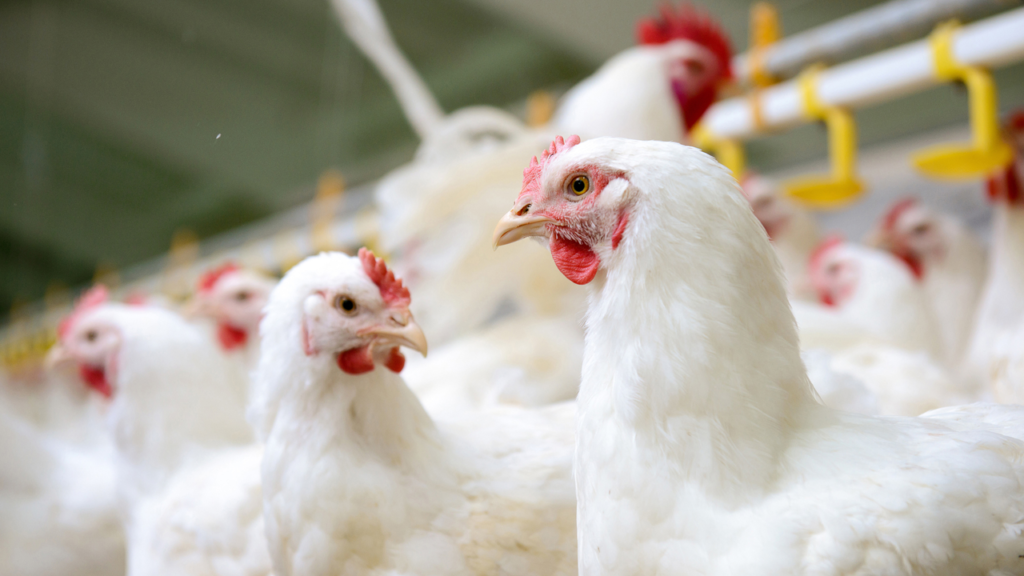 micotoxinas em aves e suinos