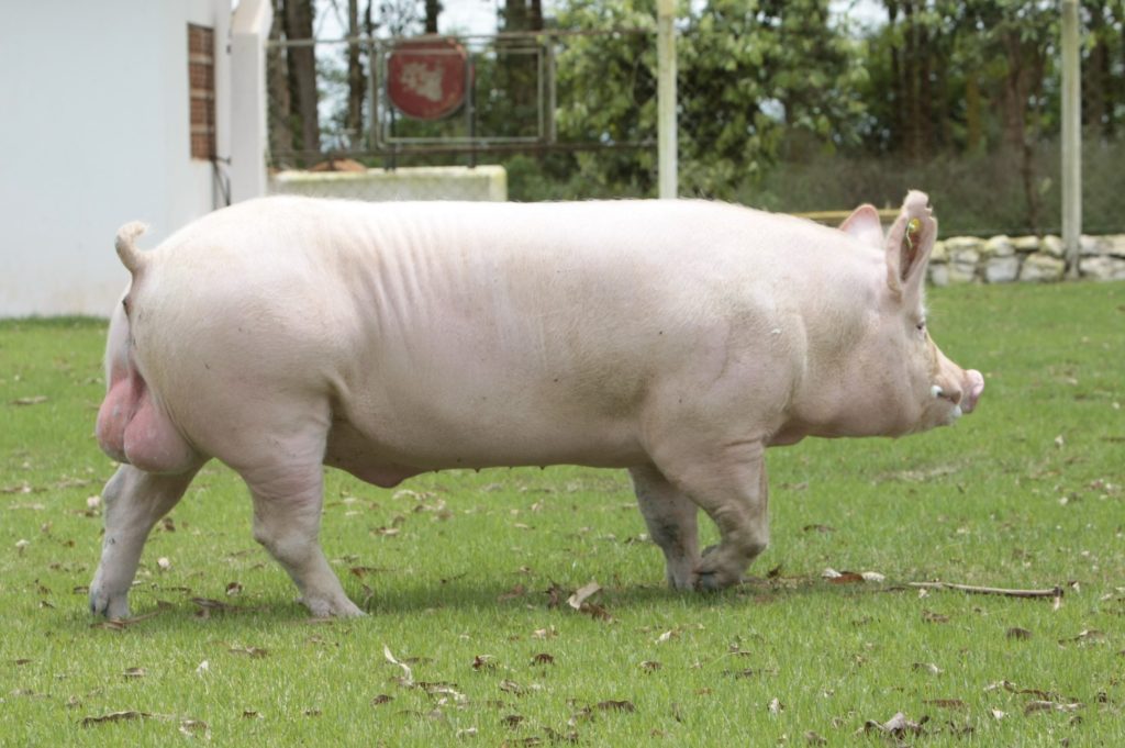 odor em suínos machos