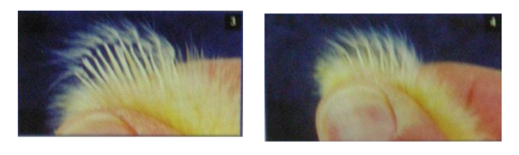 sexagem de pintinhos