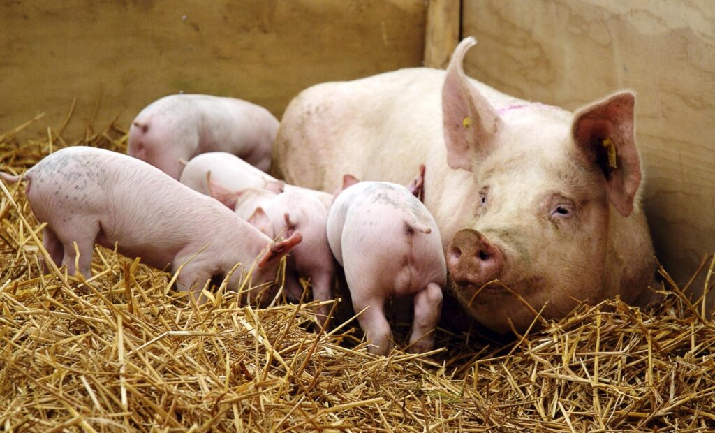 flushing nutricional