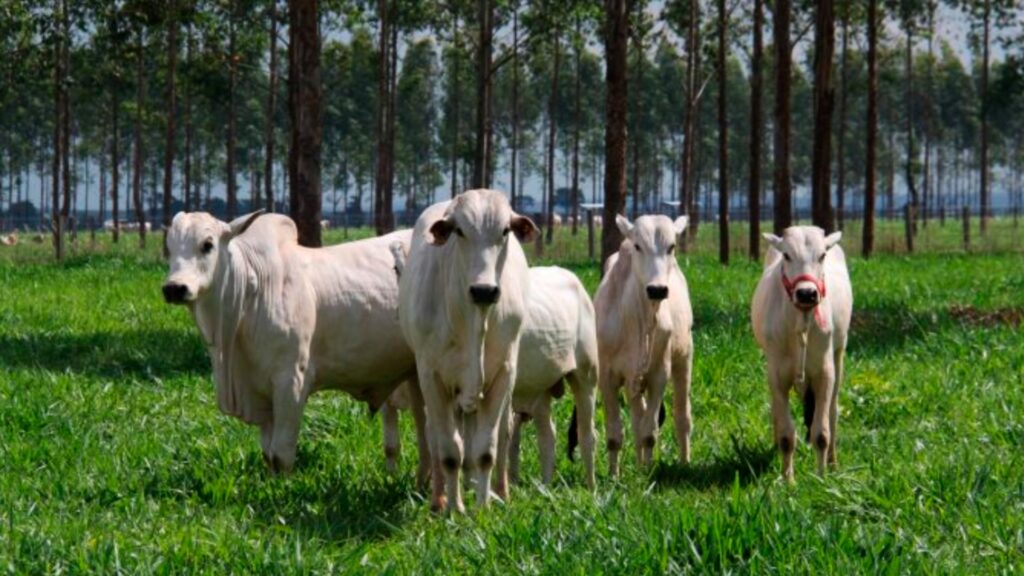 pecuária orgânica