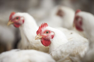 restrição alimentar