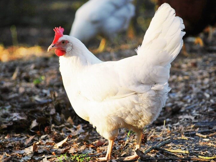 leghorn