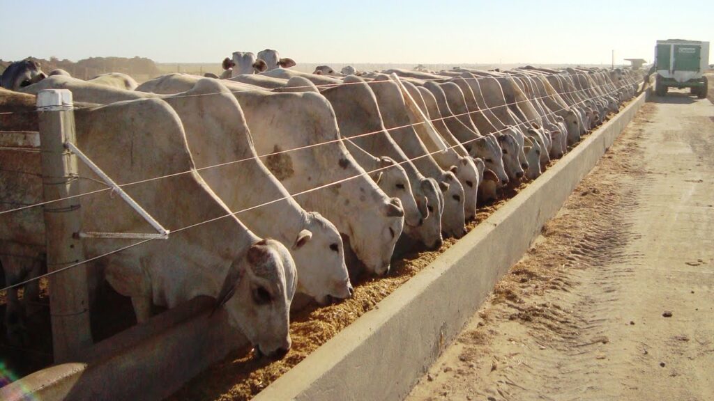 índices zootécnicos