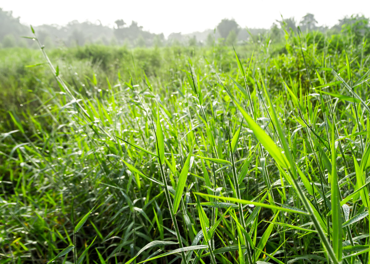 Brachiaria Ou Panicum, Qual é Melhor Para Formar Pasto? - Zootecnia Brasil