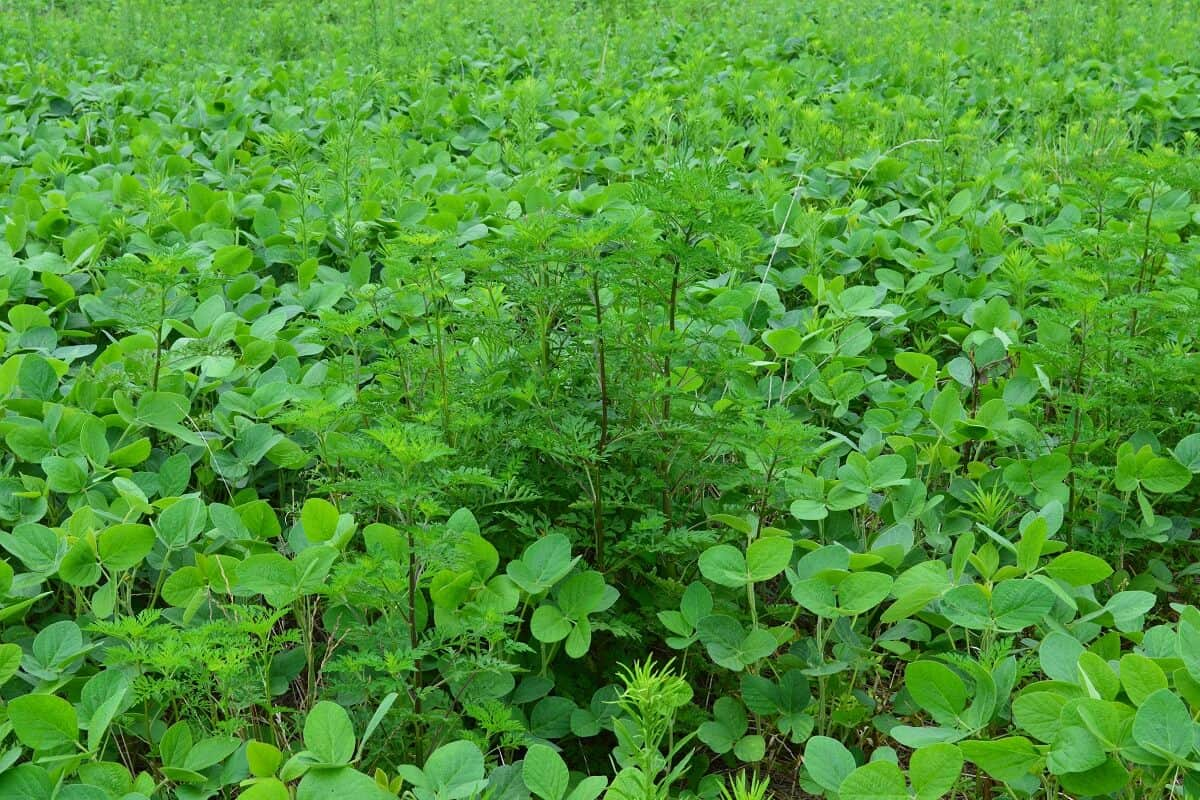 Forragicultura - Zootecnia Brasil