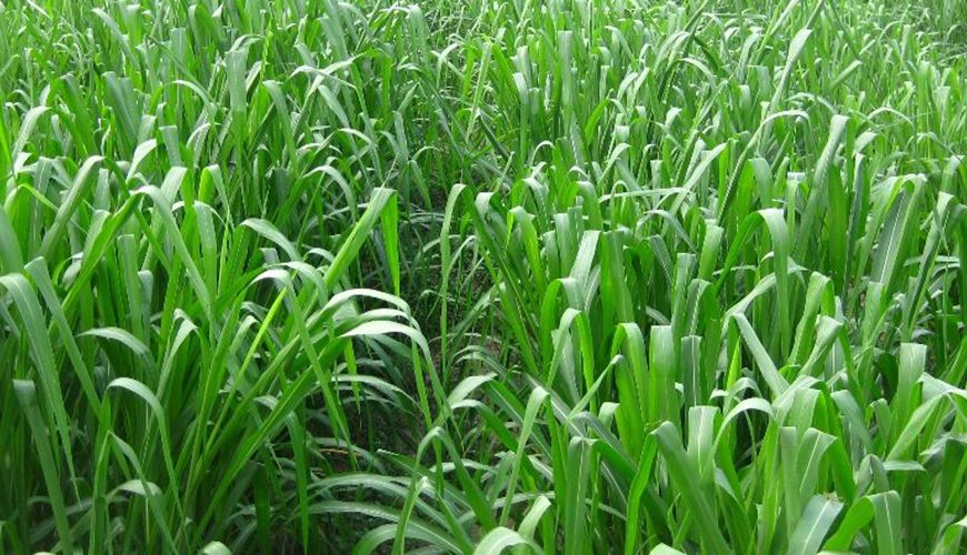 Brachiaria Ou Panicum, Qual é Melhor Para Formar Pasto? - Zootecnia Brasil