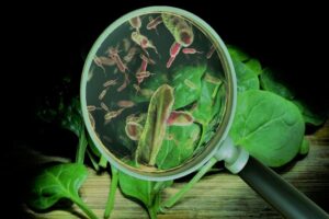 probióticos e ionóforos