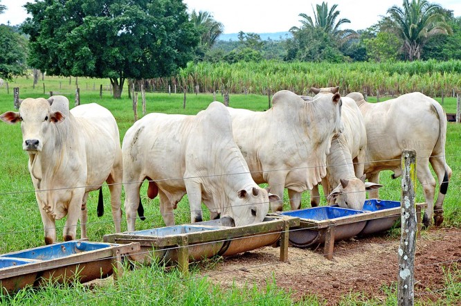 monensina e virginiamicina