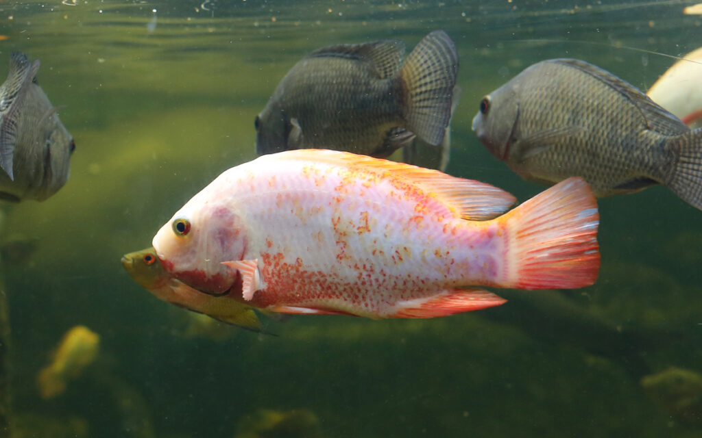 produção de tilápias