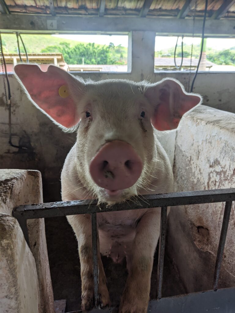 melhoramento genético