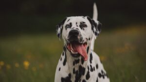 dálmata