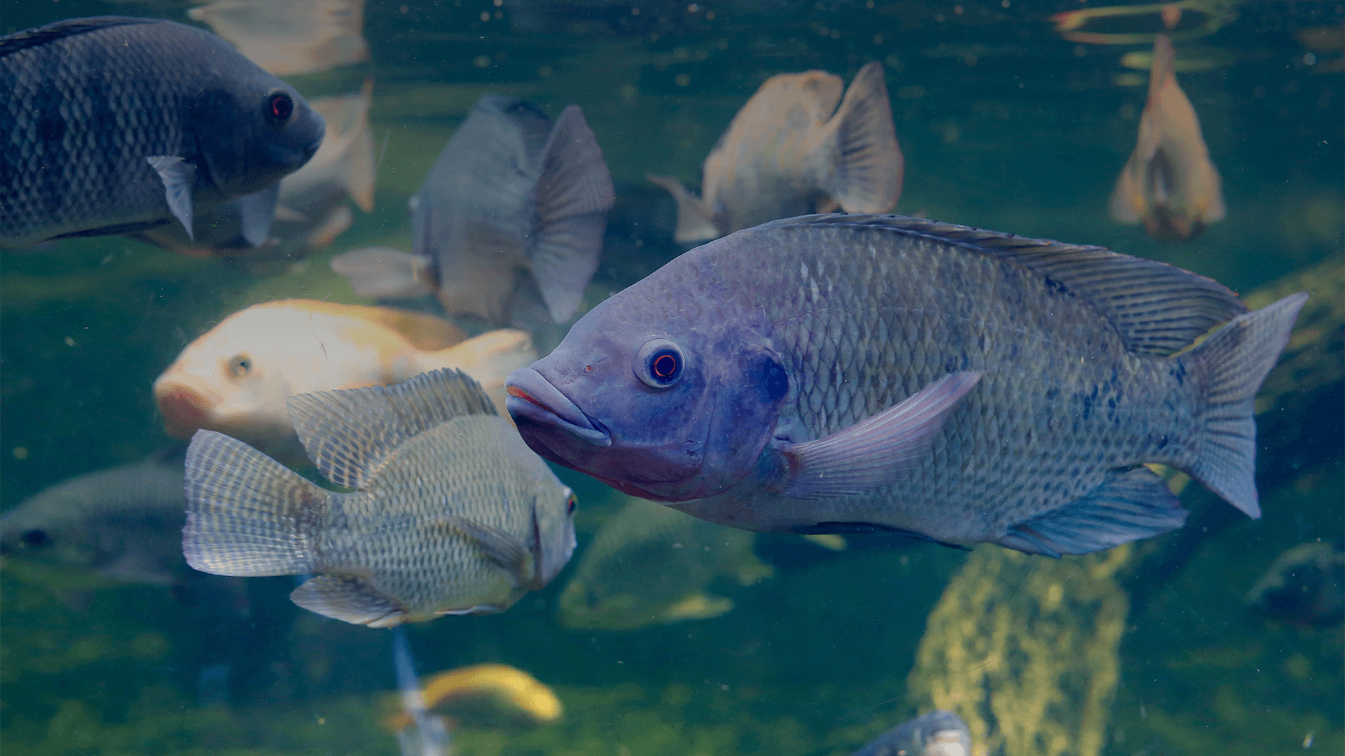 thumbnail image 2 of Lakeway Tilapia Pro Pack 400 Tilapia Food - 8 Ounces 2 of 12