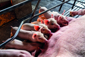 femea suina hiperprolifica