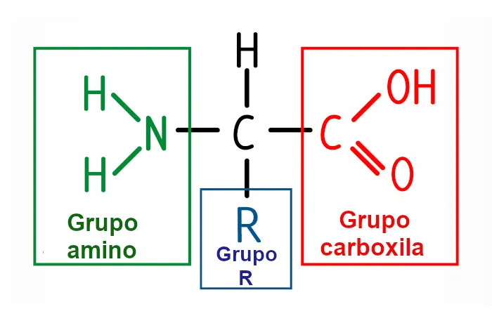 aminoácidos