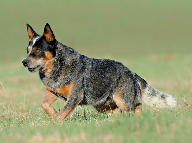 australian cattle dog