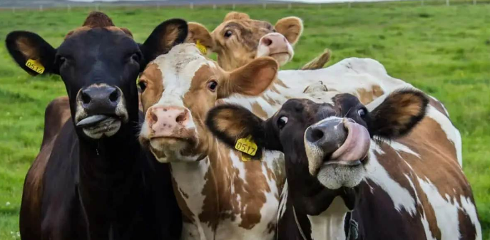 vaca mostrando a língua