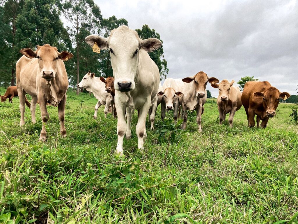 Sistemas Integrados de Produção Agropecuária