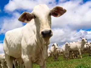 brucelose em bovinos