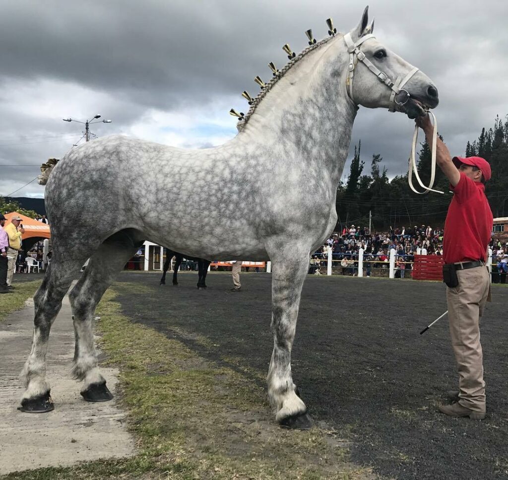 percheron branco