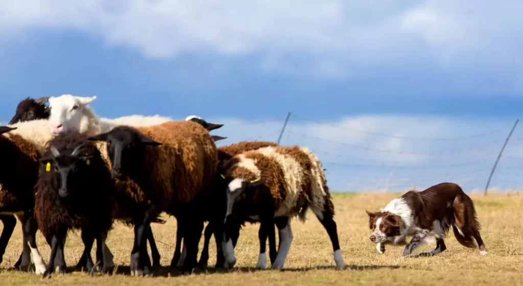 cães de pastoreio