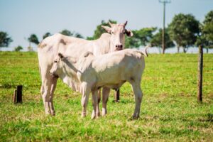 escore corporal na reprodução de bovinos