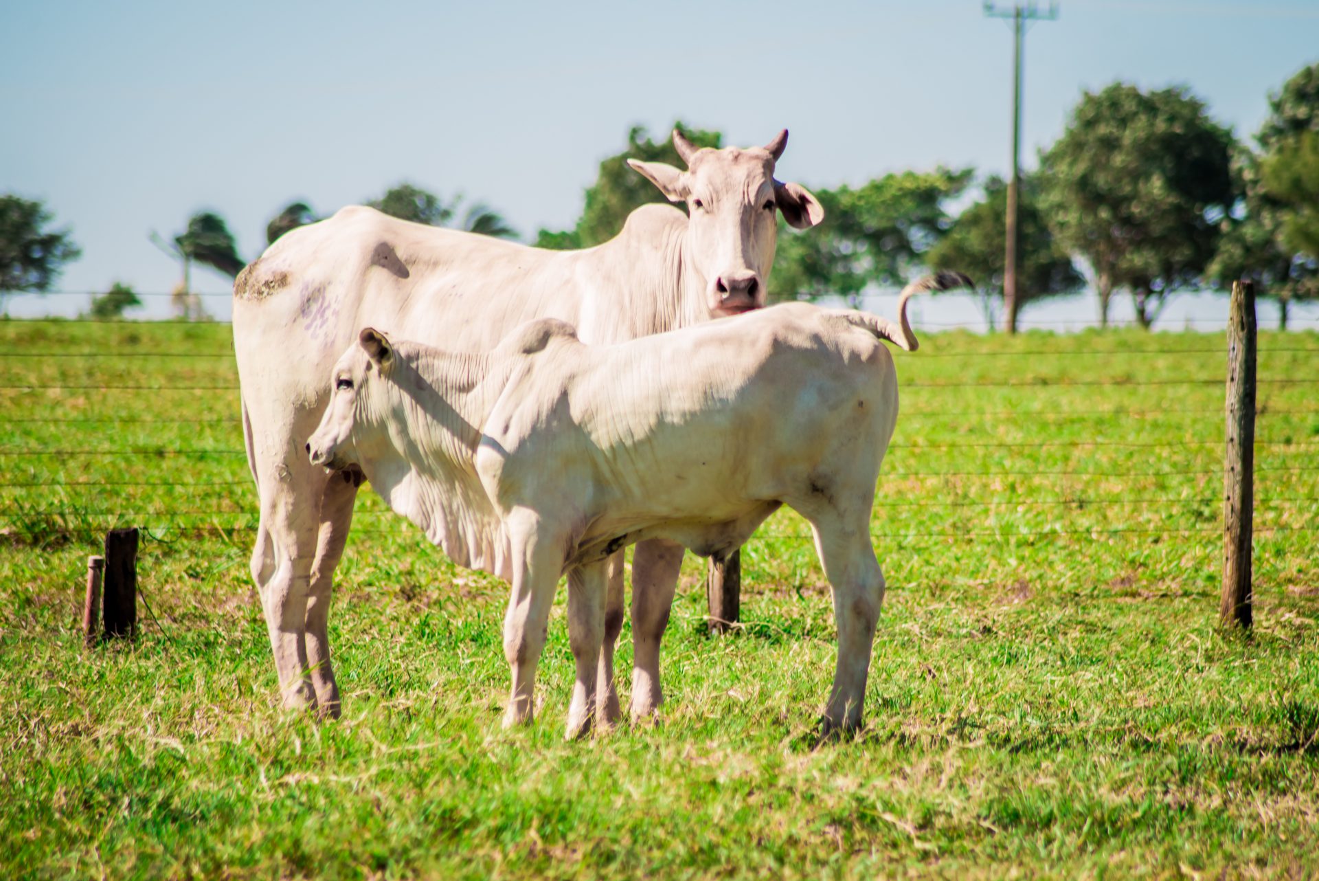 escore corporal na reprodução de bovinos