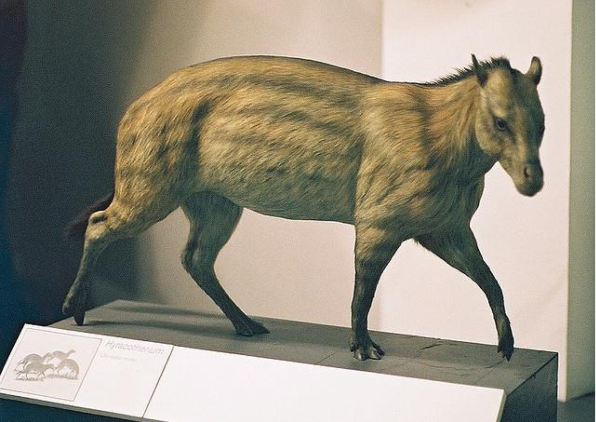 conheça o eohippus, o primeiro cavalo do mundo