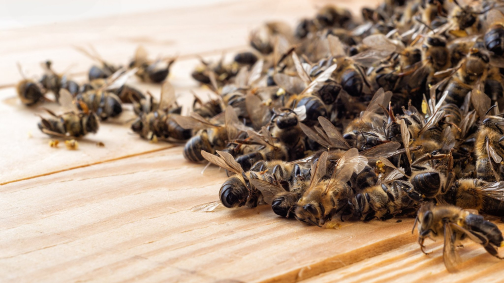 abelhas e agrotóxicos