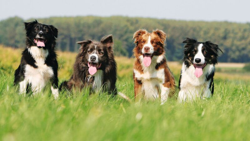 border collie