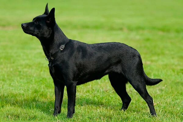 kelpie australiano