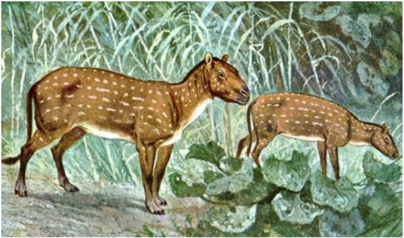 o primeiro cavalo do mundo