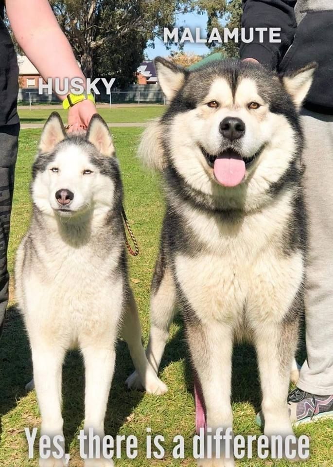 Conheça a raça Malamute do Alasca