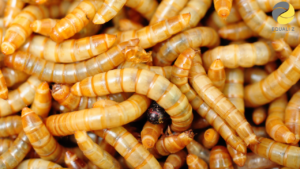 insetos na nutrição animal