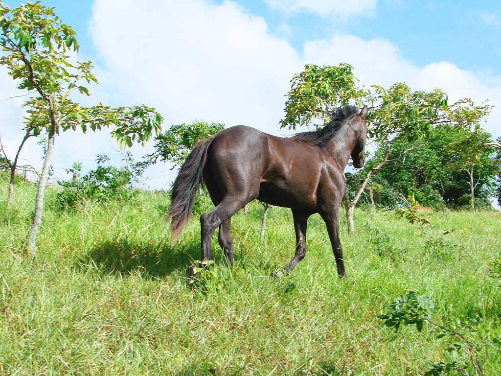 O cavalo pangaré: presença importante nas propriedades rurais