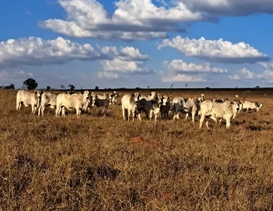 Período de seca: Impactos da seca na pecuária brasileira