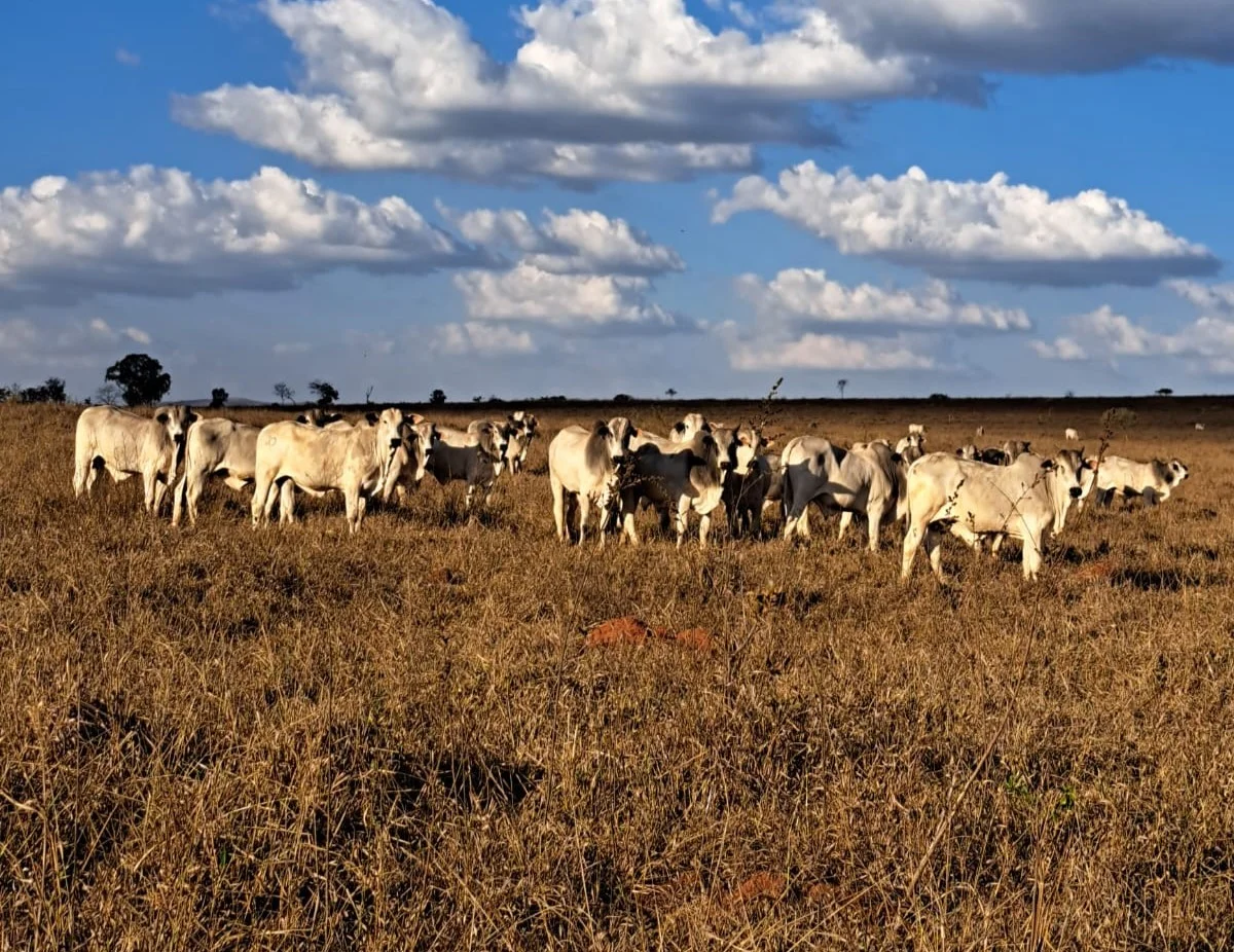 Período de seca: Impactos da seca na pecuária brasileira