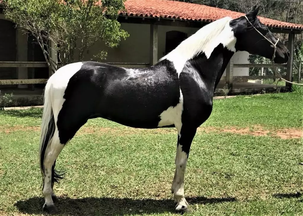Conheça 5 raças de cavalos mais comuns no Brasil