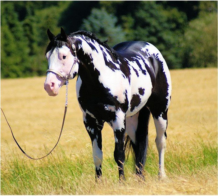paint horse