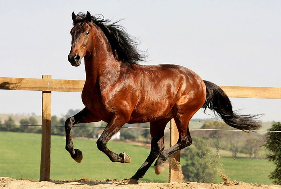 lusitano