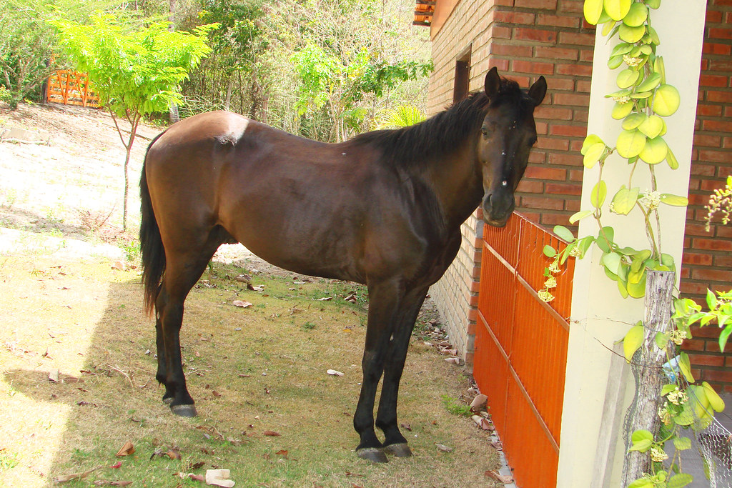 O cavalo pangaré: presença importante nas propriedades rurais