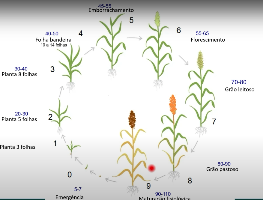 Estágios fenológicos do sorgo: conheça as etapas e cuidados necessários
