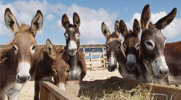 Asininos, equinos e muares: entenda a diferença