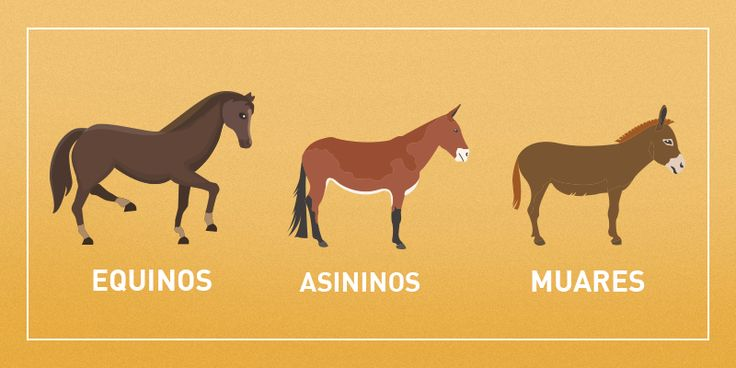 Asininos, equinos e muares: entenda a diferença