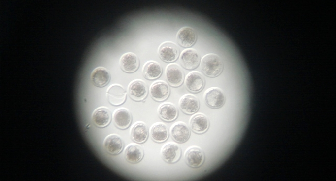 Surgimento e desenvolvimento da Zootecnia de Precisão