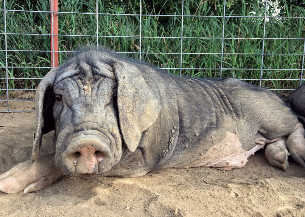 Meishan: a joia da suinocultura