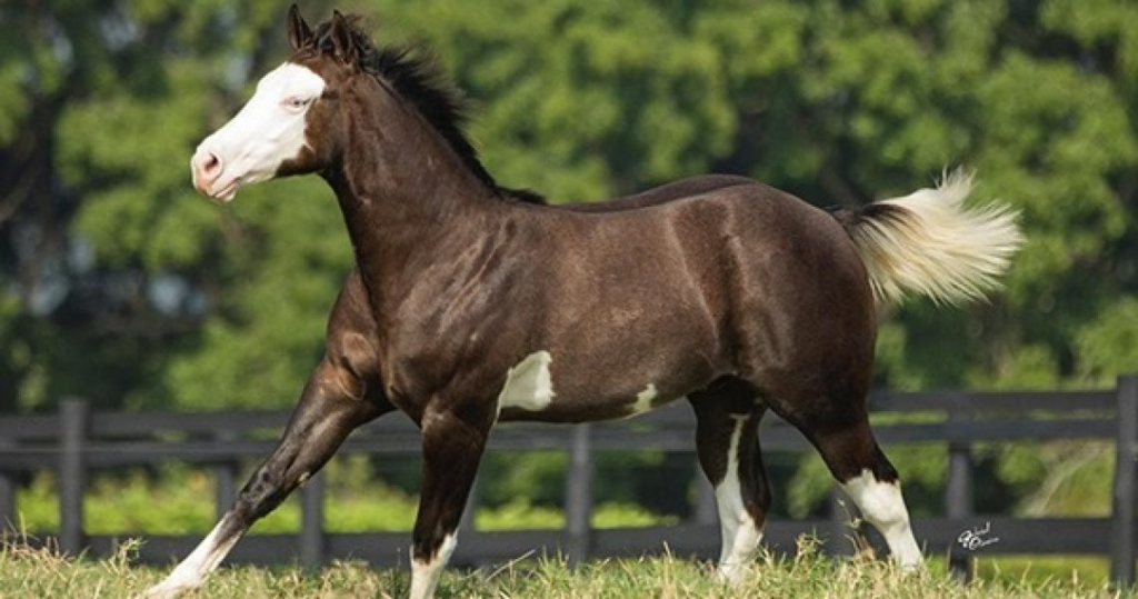 Conheça 5 raças de cavalos mais comuns no Brasil