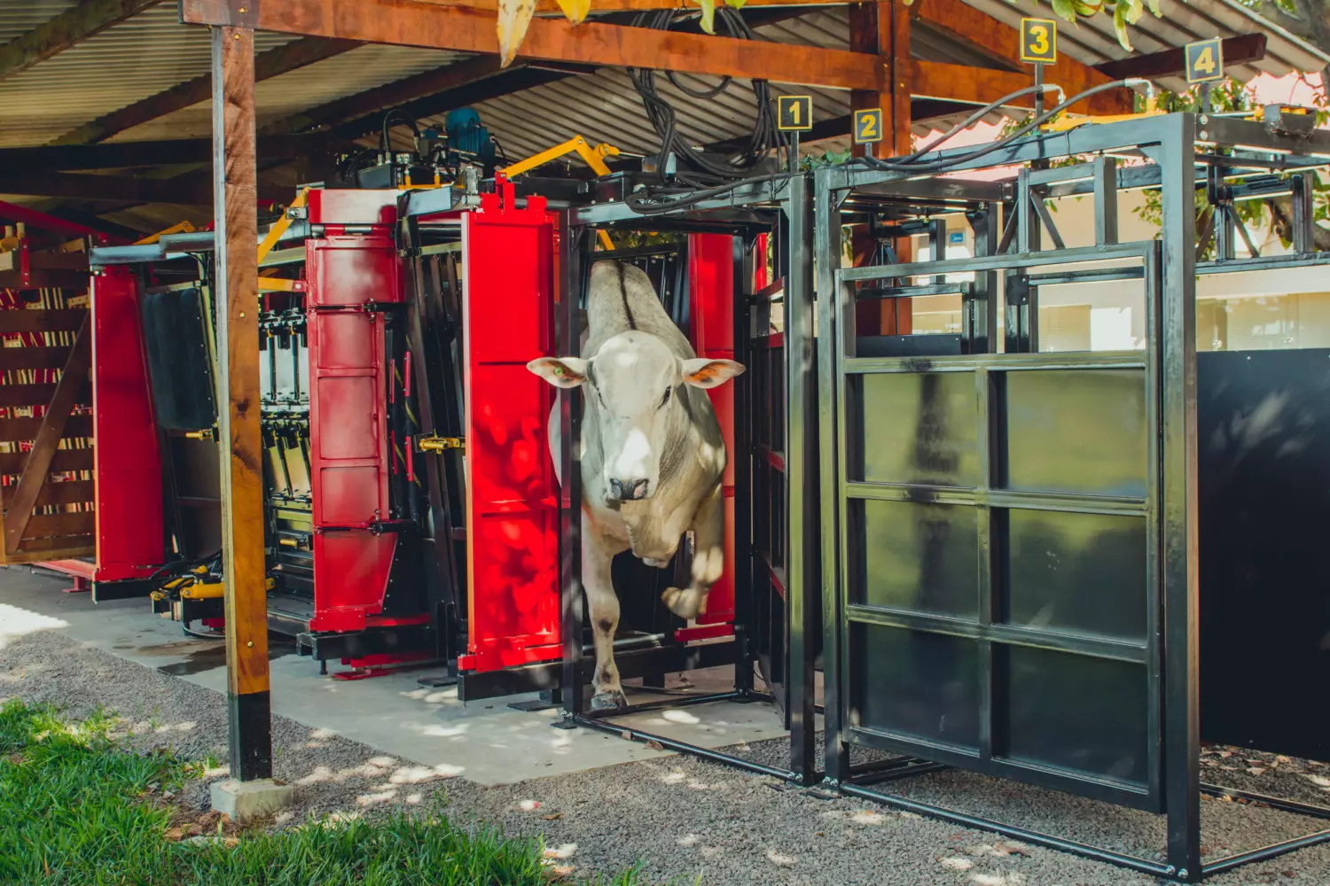 calendário vacinal de bovinos